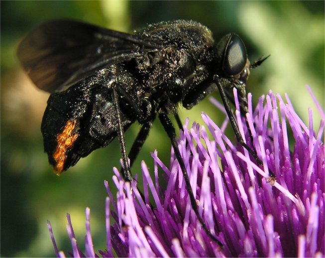 Melanopangonius haustellatus